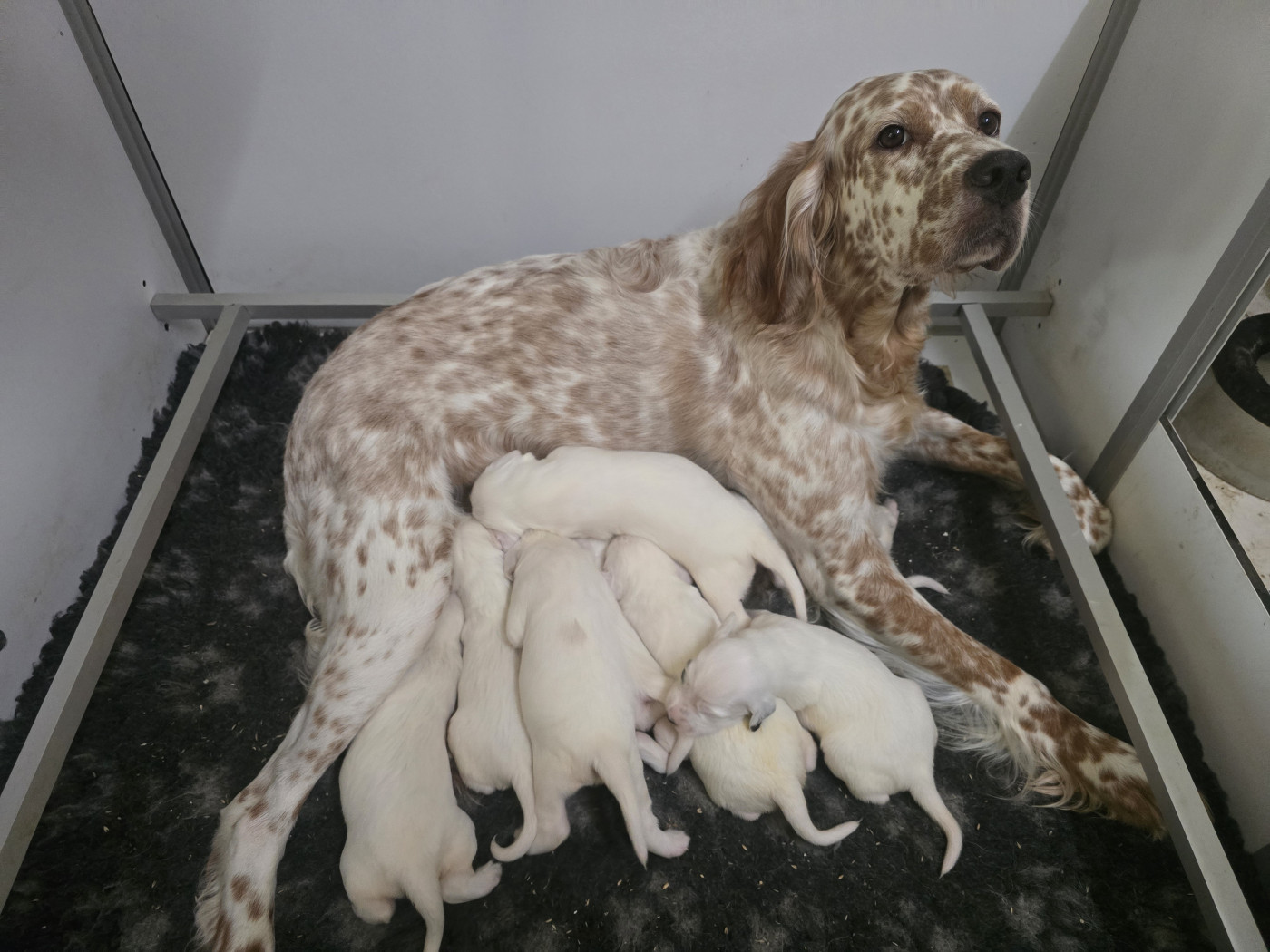 Chiot Setter Anglais De la vallee occitane