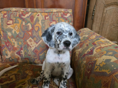 Chiot N°1
